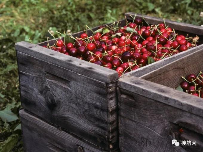 冷藏箱短缺促使季節(jié)性貨物走向空運，航空貨運市場面臨更大壓力