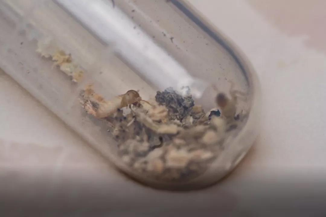 解讀 | 入境貨物木質(zhì)包裝查驗工作  