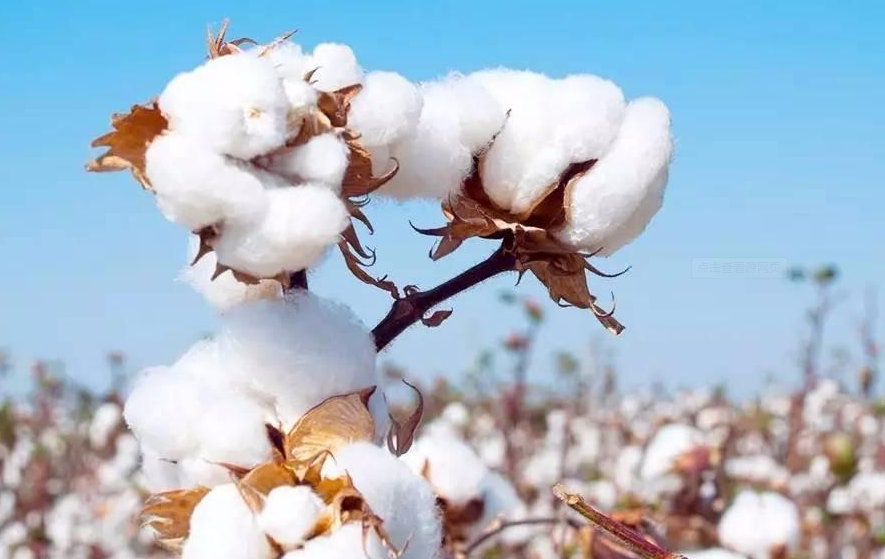 紡織原料漲價(jià)面料卻降價(jià)，下游企業(yè)何以如此“憋屈”？  