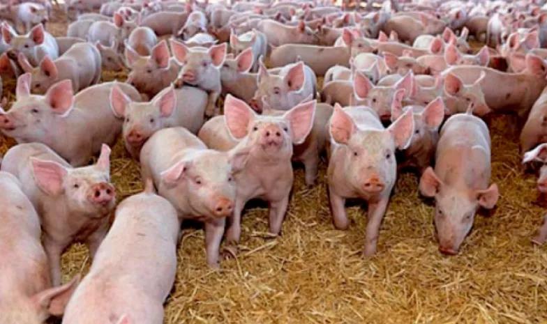 印度暴發(fā)高危新疫情，“尚無(wú)疫苗”！巴西發(fā)現(xiàn)兩例非典型瘋牛病病例！10萬(wàn)頭英國(guó)豬慘了