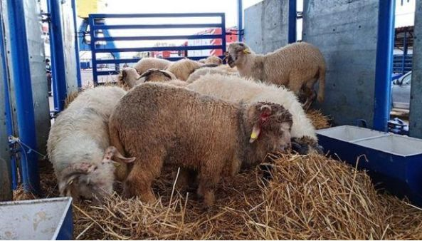 突發(fā)！一貨船涉嫌超載傾覆，經(jīng)濟(jì)損失達(dá)400萬美元