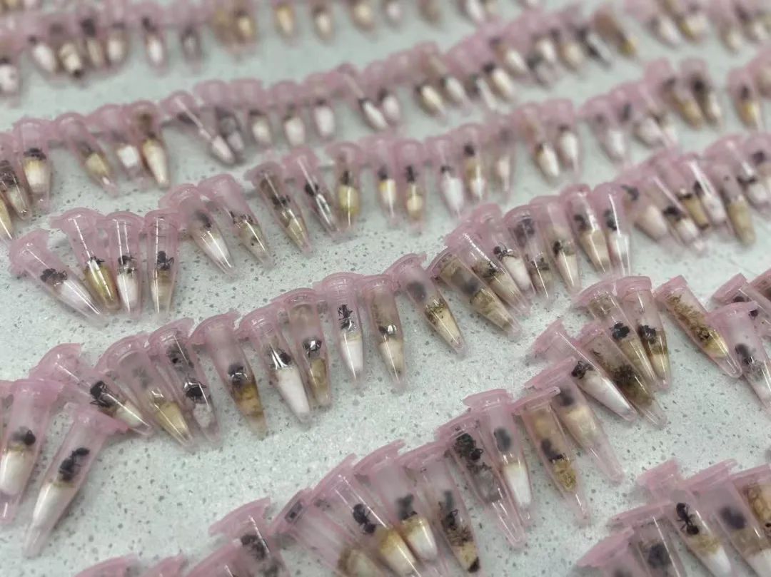 20噸“洋垃圾”，退運(yùn)！