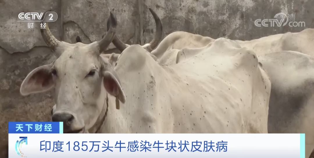 印度：禁止出口，禁止運(yùn)輸交易