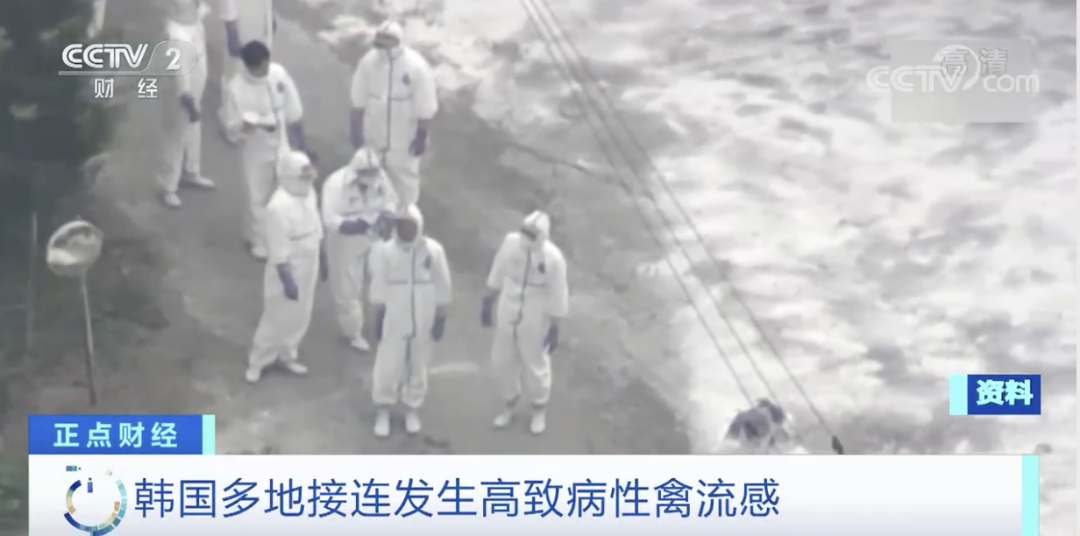 麻煩了！ “史上最嚴重”，近十個國家爆發(fā)禽流感！超過5230萬只禽類被宰殺......