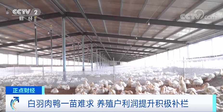 搶瘋了！漲價超300%，還得排一個月隊！