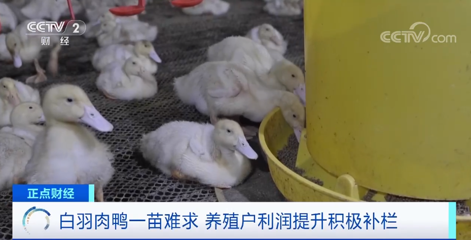 搶瘋了！漲價超300%，還得排一個月隊！