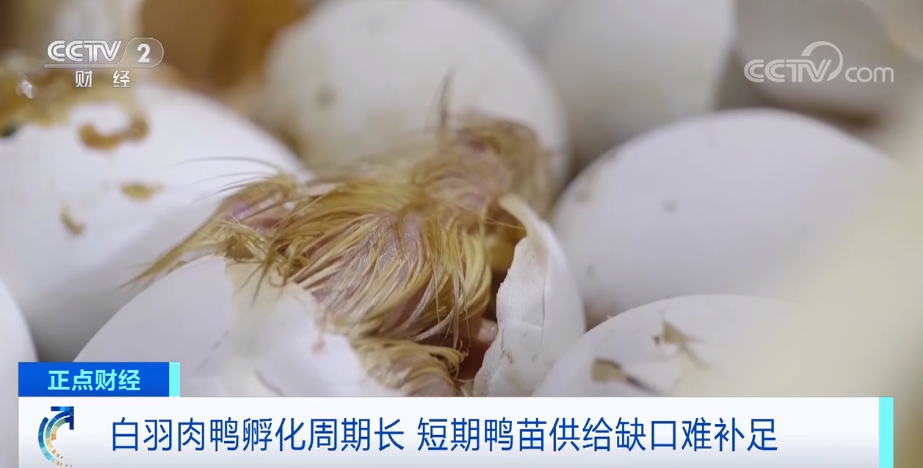 搶瘋了！漲價超300%，還得排一個月隊！