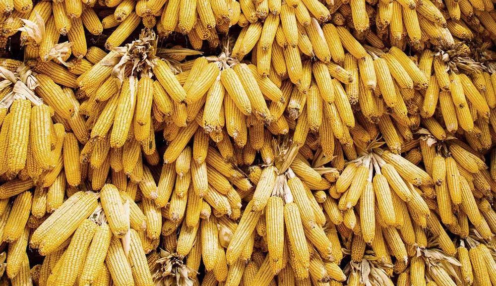 中國(guó)去年糧食進(jìn)口1.4億噸 成國(guó)際干散貨市場(chǎng)新亮點(diǎn)