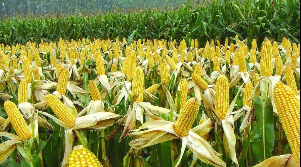 阿根廷玉米出口禁令暫不影響散貨市場