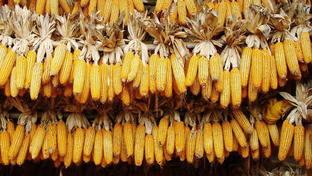 同比增長11倍！中國玉米進(jìn)口量創(chuàng)歷史新高