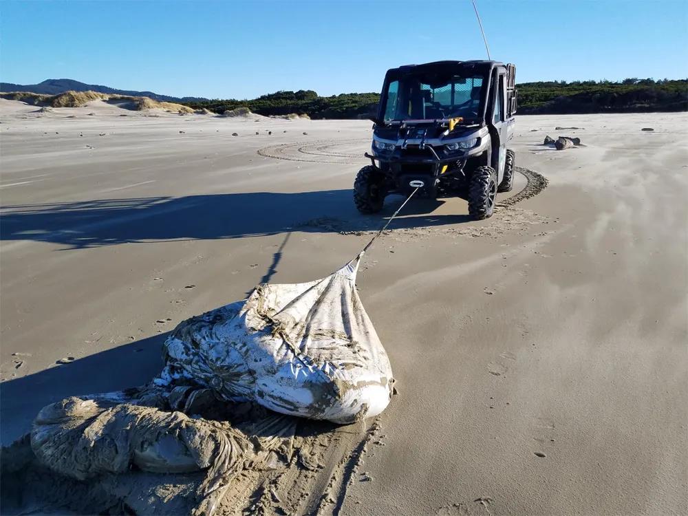 尷尬了！落水集裝箱沖上海灘卻不知是哪艘船上的...